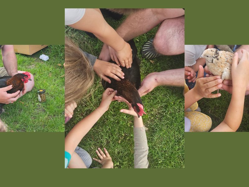 Titelbild für Beitrag: Ein Huhn zu Besuch